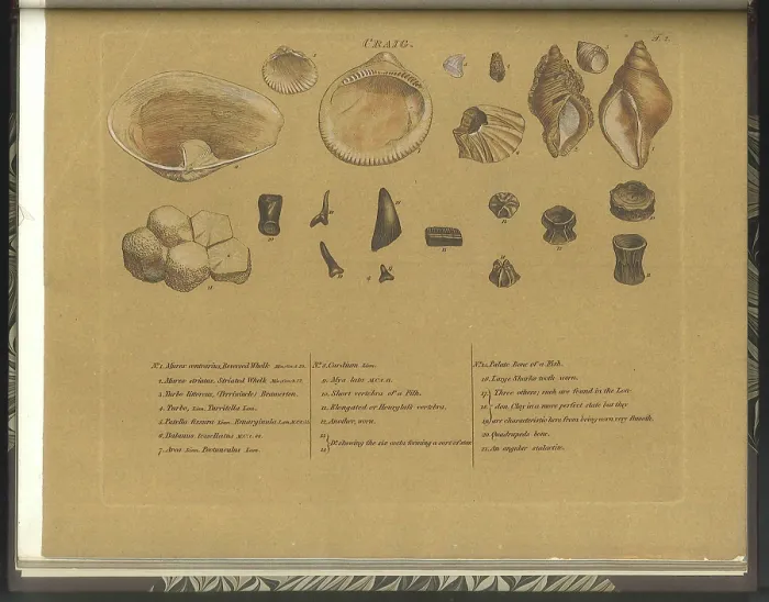 Framed Print : Craig (Crag) fossils Framed Print : Craig (Crag) fossils