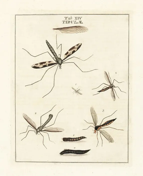 Framed Print : Cranefly species Framed Print : Cranefly species