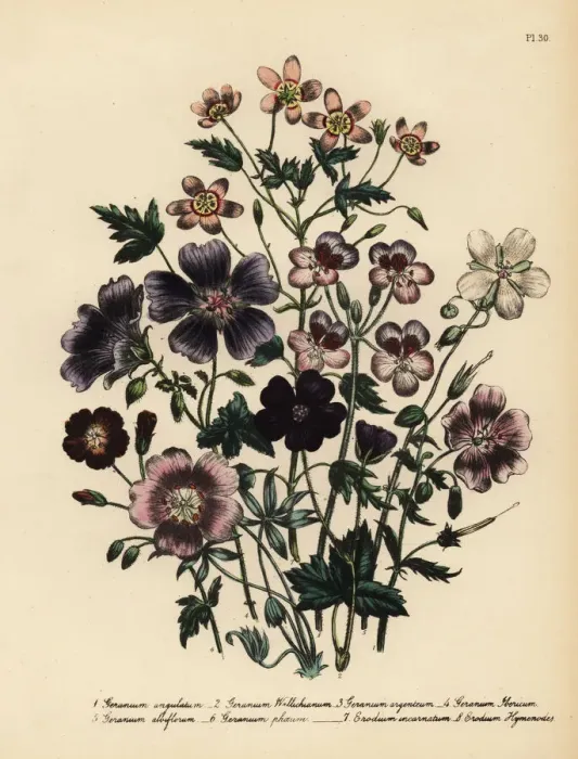 Framed Print : Cranesbill or Geranium species Framed Print : Cranesbill or Geranium species
