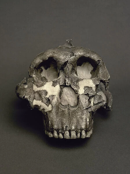 Cranium of Paranthropus boisei, named Dear Boy. 1, 8