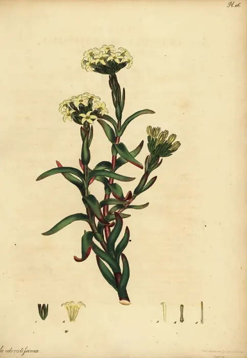 Framed Print : Crassula fascicularis