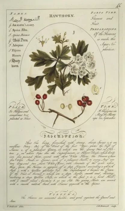 Framed Print : Crataegus monygna, hawthorn Framed Print : Crataegus monygna, hawthorn