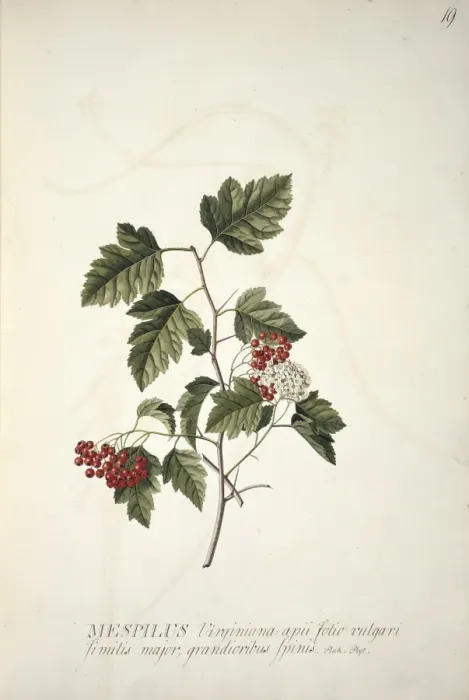 Framed Print : Crataegus phaenopyrum (L. f. ), Washington hawthorn Framed Print : Crataegus phaenopyrum (L. f. ), Washington hawthorn