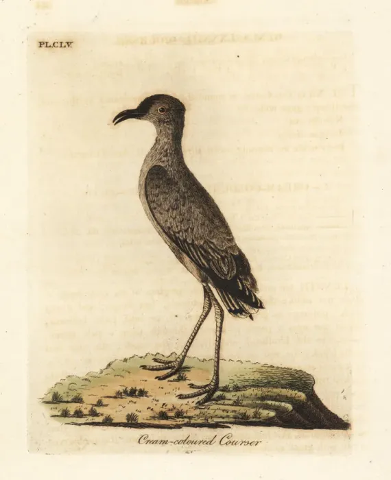 Framed Print : Cream-coloured courser, Cursorius cursor Framed Print : Cream-coloured courser, Cursorius cursor