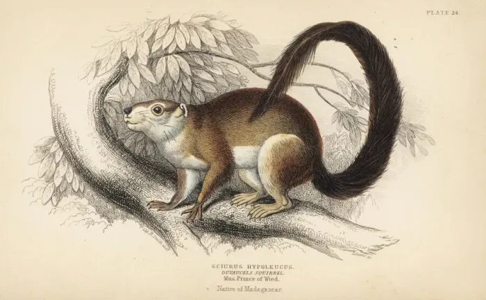 Framed Print : Cream-coloured giant squirrel, Ratufa affinis Framed Print : Cream-coloured giant squirrel, Ratufa affinis