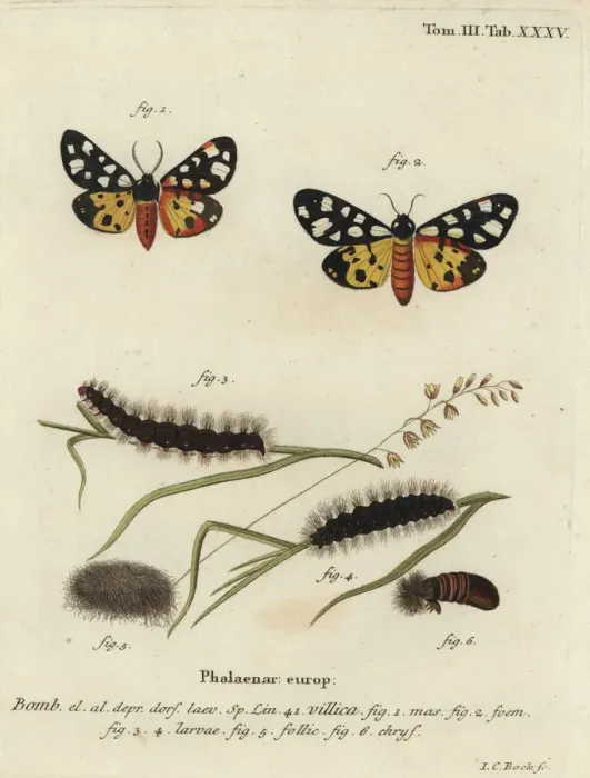 Framed Print : Cream-spot tiger moth, Epicallia villica Framed Print : Cream-spot tiger moth, Epicallia villica