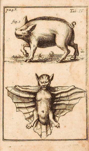 Creatures: a pig (probably white) and a bat