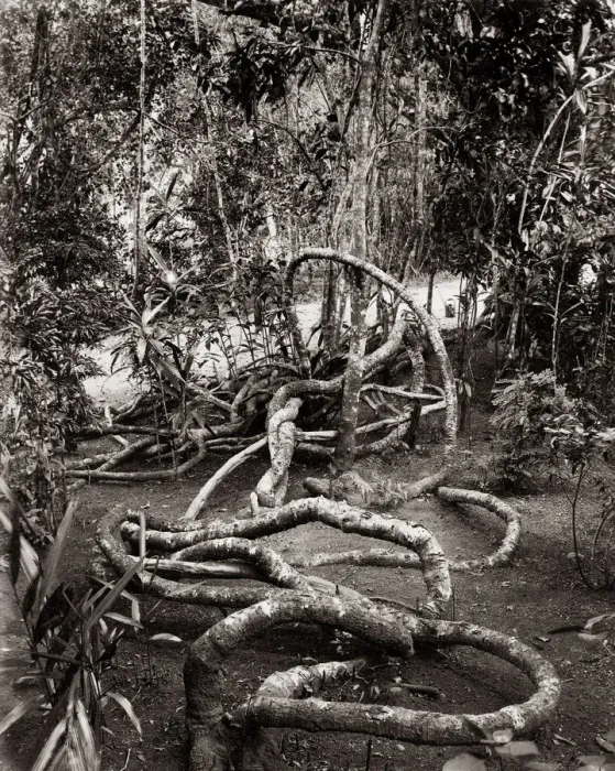 Framed Print : A creeper in the peredeniya Gardens, Ceylon (Sri Lanka) c. 1880 s Framed Print : A creeper in the peredeniya Gardens, Ceylon (Sri Lanka) c. 1880 s