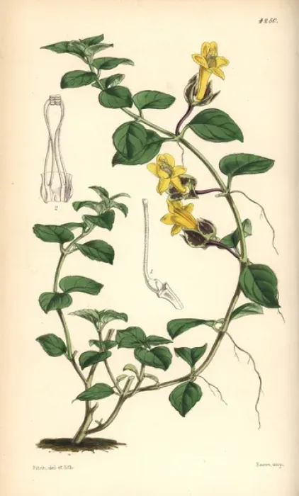 Framed Print : Creeping alloplectus, Alloplectus repens Framed Print : Creeping alloplectus, Alloplectus repens