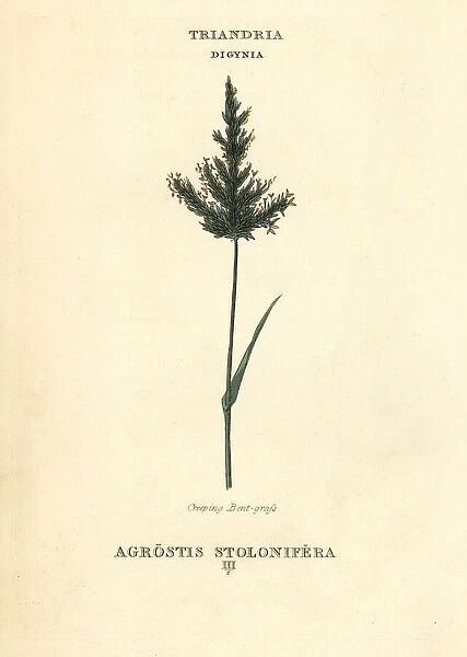 Creeping bentgrass, Agrostis stolonifera