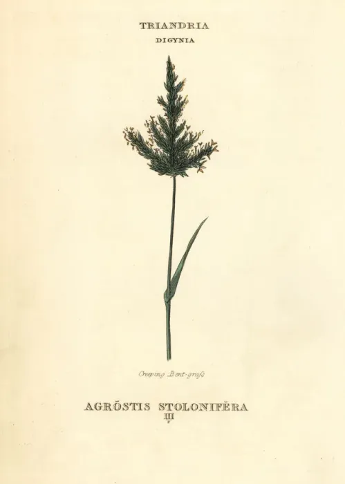 Framed Print : Creeping bentgrass, Agrostis stolonifera Framed Print : Creeping bentgrass, Agrostis stolonifera