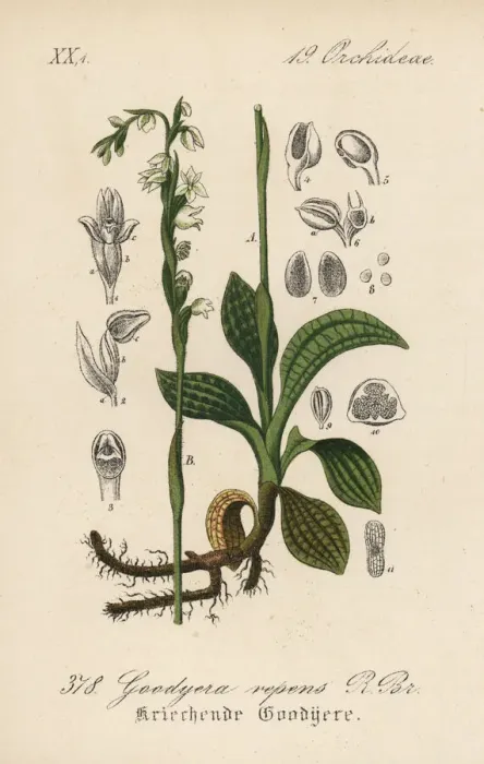 Framed Print : Creeping lady s-tresses, Goodyera repens Framed Print : Creeping lady s-tresses, Goodyera repens