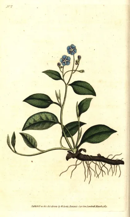 Framed Print : Creeping navelwort, Omphalodes verna Framed Print : Creeping navelwort, Omphalodes verna