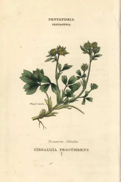 Framed Print : Creeping sibbaldia, Sibbaldia procumbens Framed Print : Creeping sibbaldia, Sibbaldia procumbens