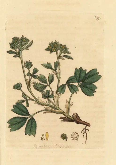 Framed Print : Creeping sibbaldia, Sibbaldia procumbens Framed Print : Creeping sibbaldia, Sibbaldia procumbens