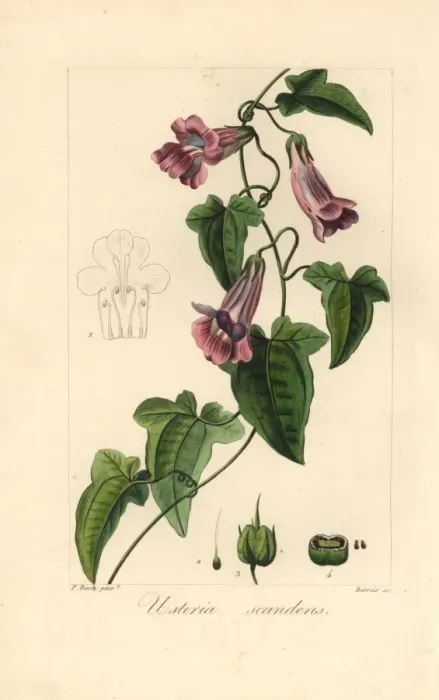Framed Print : Creeping snapdragon or chickabiddy, Maurandya scandens Framed Print : Creeping snapdragon or chickabiddy, Maurandya scandens
