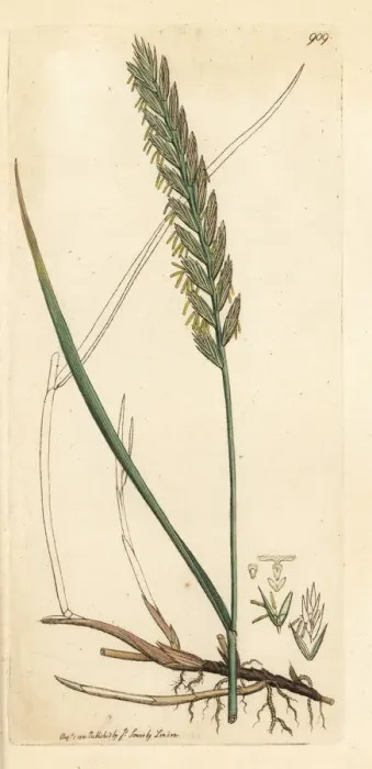 Framed Print : Creeping wheat-grass or couch grass, Triticum repens Framed Print : Creeping wheat-grass or couch grass, Triticum repens