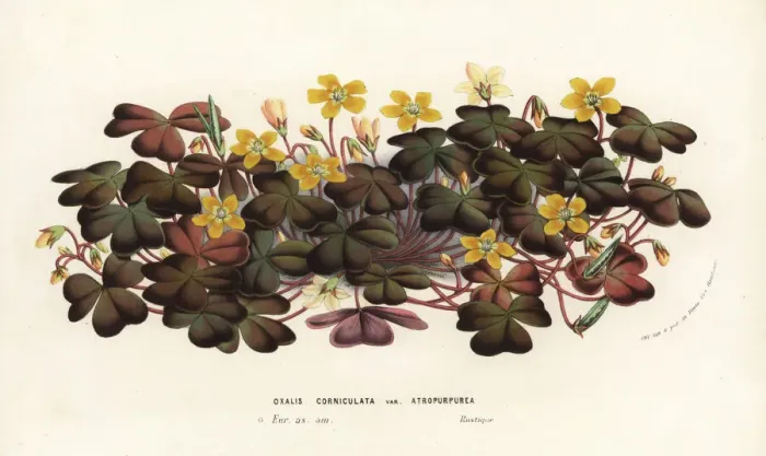 Framed Print : Creeping woodsorrel, Oxalis corniculata Framed Print : Creeping woodsorrel, Oxalis corniculata