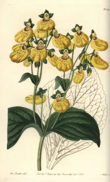 Framed Print : Crenate-flowered calceolaria, Calceolaria crenatiflora Framed Print : Crenate-flowered calceolaria, Calceolaria crenatiflora
