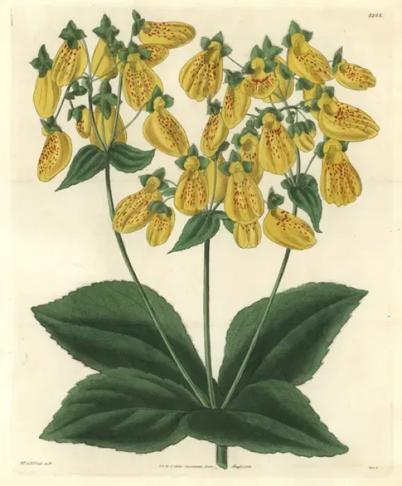Framed Print : Crenate-flowered slipperwort, Calceolaria crenatifolia Framed Print : Crenate-flowered slipperwort, Calceolaria crenatifolia