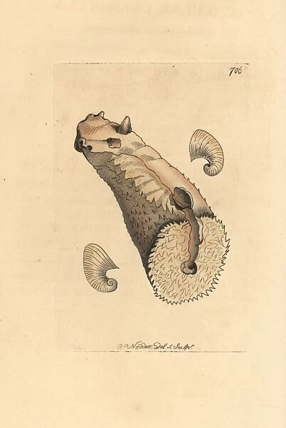 Crenatula picta shell