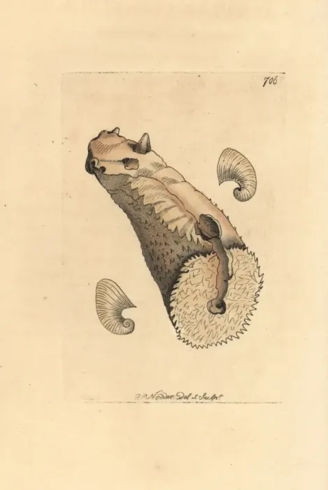 Framed Print : Crenatula picta shell Framed Print : Crenatula picta shell