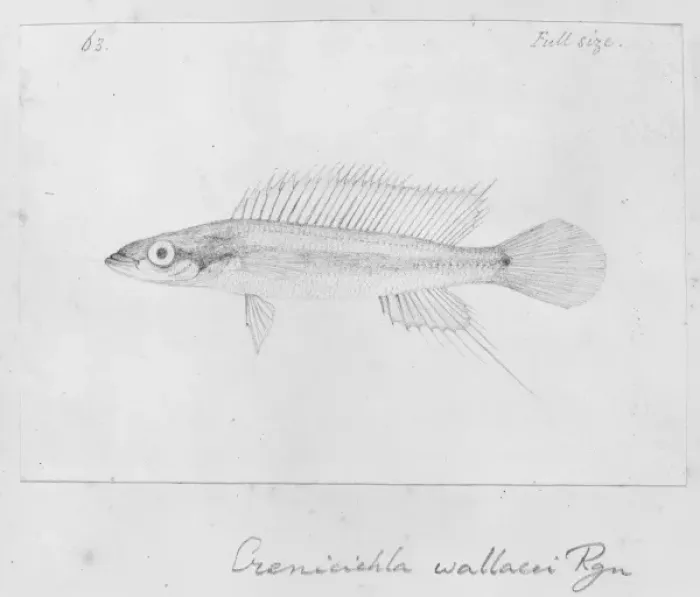 Framed Print : Crenicichla wallacii Framed Print : Crenicichla wallacii