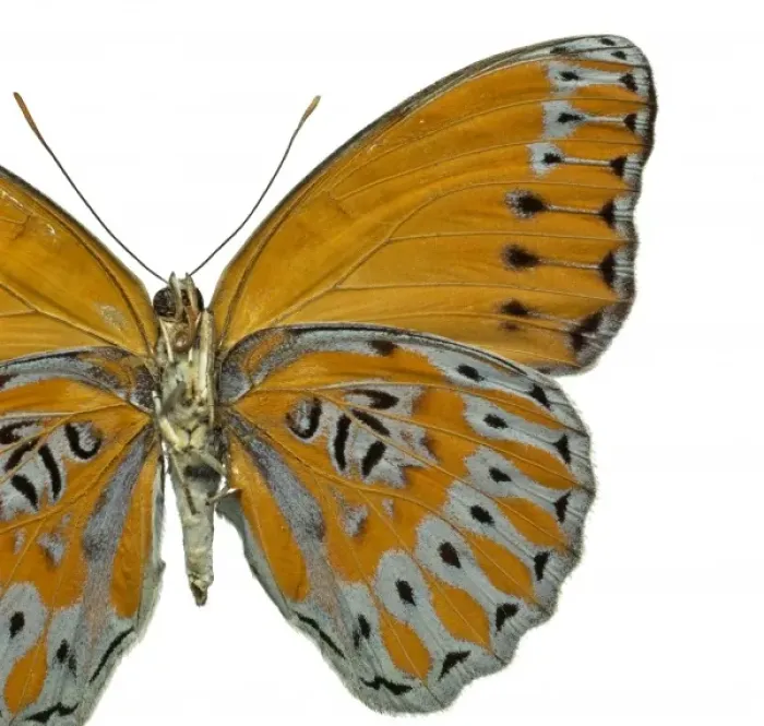 Framed Print : Crenidomimas concordia, butterfly Framed Print : Crenidomimas concordia, butterfly