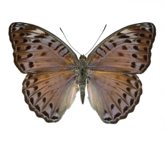 Framed Print : Crenidomimas concordia, butterfly Framed Print : Crenidomimas concordia, butterfly