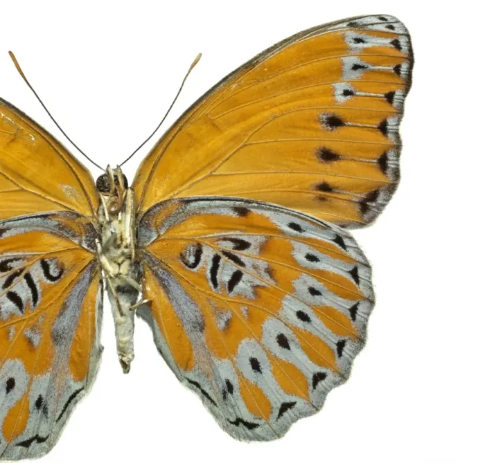 Framed Print : Crenidomimas concordia, butterfly Framed Print : Crenidomimas concordia, butterfly