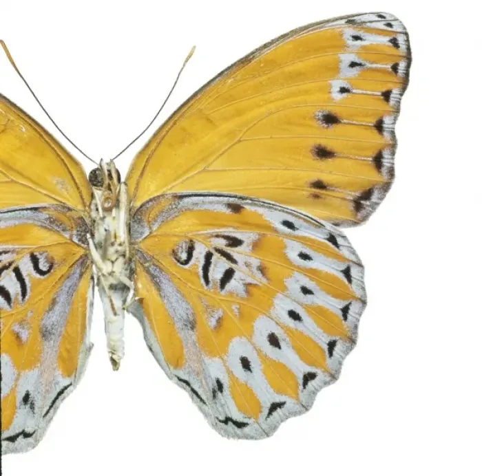 Framed Print : Crenidomimas concordia, butterfly Framed Print : Crenidomimas concordia, butterfly