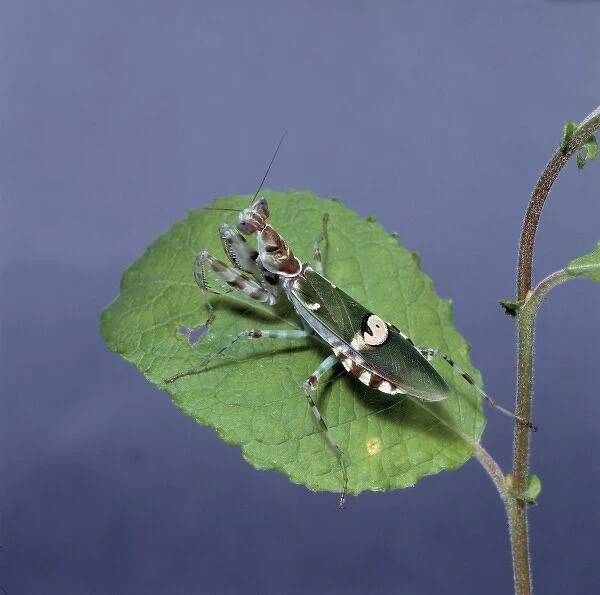 Creobroter meleagris, flower praying mantis