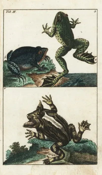 Framed Print : Creole frog, American toad and Surinam horned frog Framed Print : Creole frog, American toad and Surinam horned frog