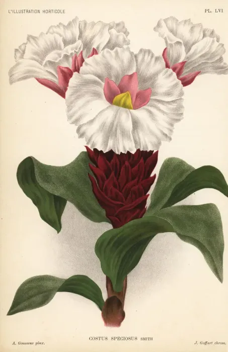 Framed Print : Crepe ginger, Cheilocostus speciosus Framed Print : Crepe ginger, Cheilocostus speciosus