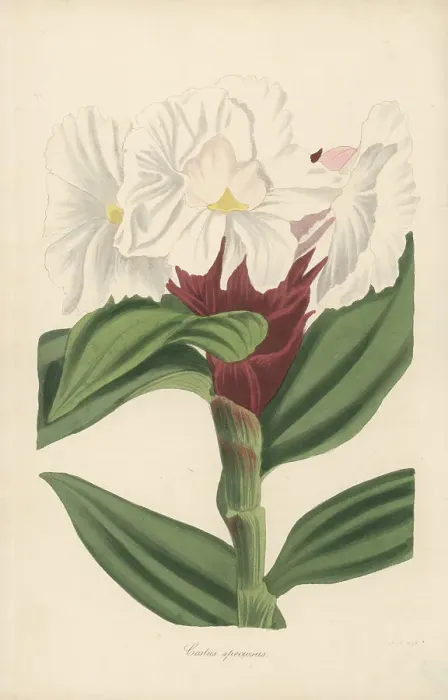 Framed Print : Crepe ginger, Cheilocostus speciosus Framed Print : Crepe ginger, Cheilocostus speciosus