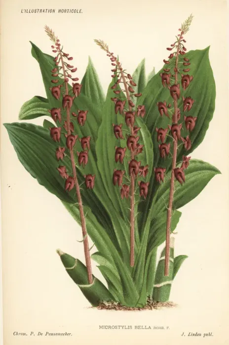 Framed Print : Crepidium resupinatum orchid Framed Print : Crepidium resupinatum orchid