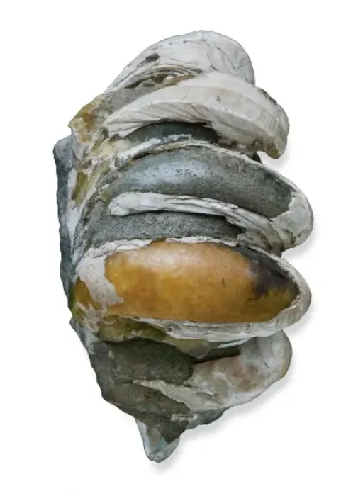 Framed Print : Crepidula, slipper limpets Framed Print : Crepidula, slipper limpets