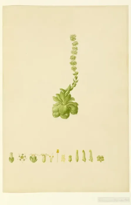 Framed Print : Cressula tuttita Framed Print : Cressula tuttita