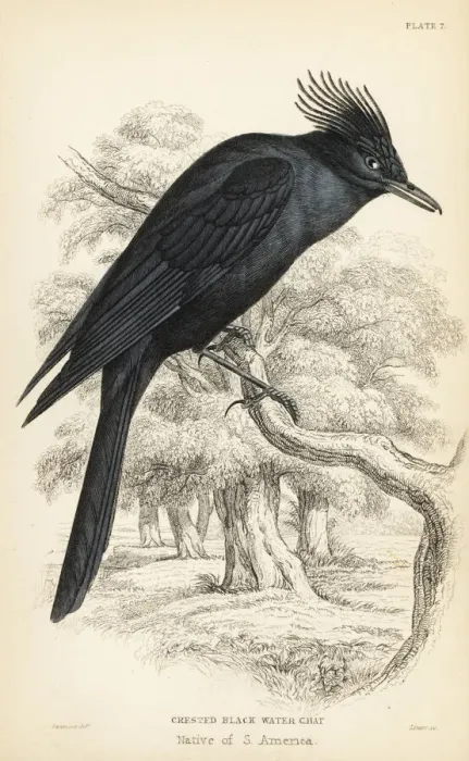 Framed Print : Crested black tyrant, Knipolegus lophotes Framed Print : Crested black tyrant, Knipolegus lophotes