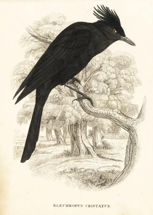 Framed Print : Crested black tyrant, Knipolegus lophotes Framed Print : Crested black tyrant, Knipolegus lophotes