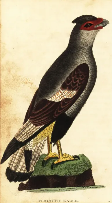 Framed Print : Crested caracara, Caracara plancus Framed Print : Crested caracara, Caracara plancus