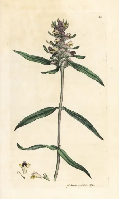 Framed Print : Crested cow-wheat, Melampyrum cristatum Framed Print : Crested cow-wheat, Melampyrum cristatum