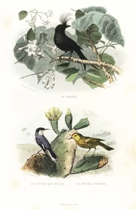Framed Print : Crested drongo and American yellow warbler Framed Print : Crested drongo and American yellow warbler