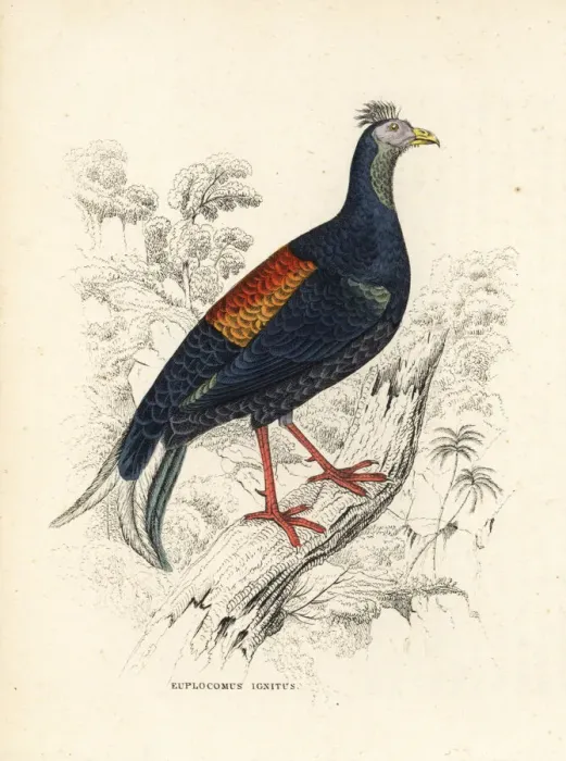 Framed Print : Crested fireback, Lophura ignita Framed Print : Crested fireback, Lophura ignita