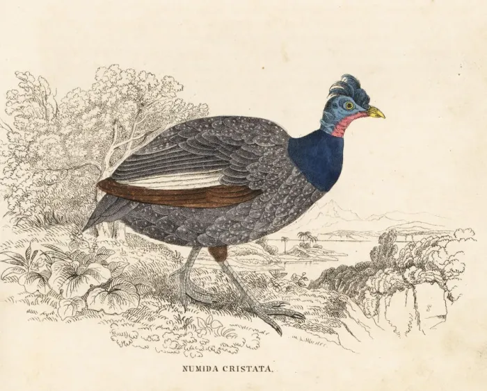Framed Print : Crested guineafowl, Guttera pucherani Framed Print : Crested guineafowl, Guttera pucherani
