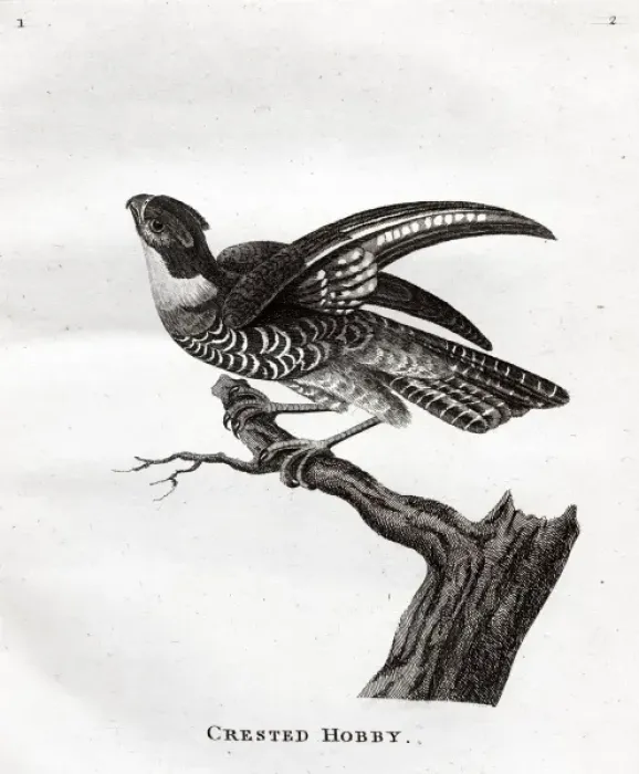 Framed Print : Crested Hobby Framed Print : Crested Hobby