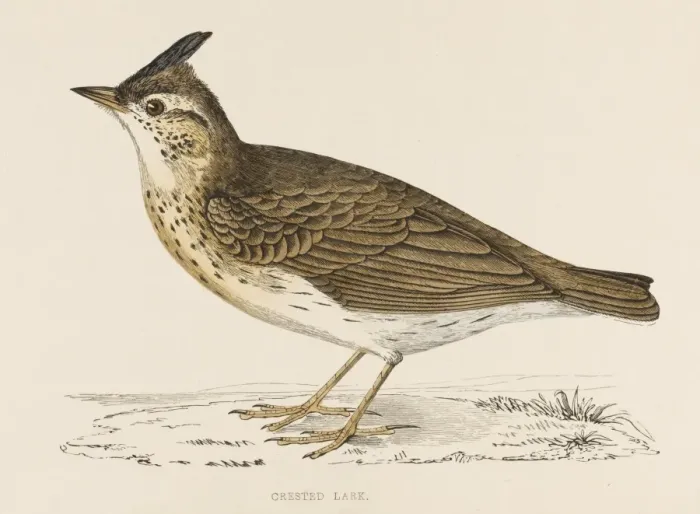 Framed Print : Crested Lark (Morris) Framed Print : Crested Lark (Morris)