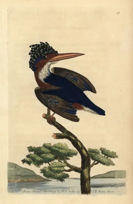 Framed Print : Crested or Malachite kingfisher, Alcedo cristata Framed Print : Crested or Malachite kingfisher, Alcedo cristata