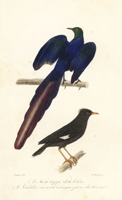 Framed Print : Crested myna and long-tailed glossy starling Framed Print : Crested myna and long-tailed glossy starling