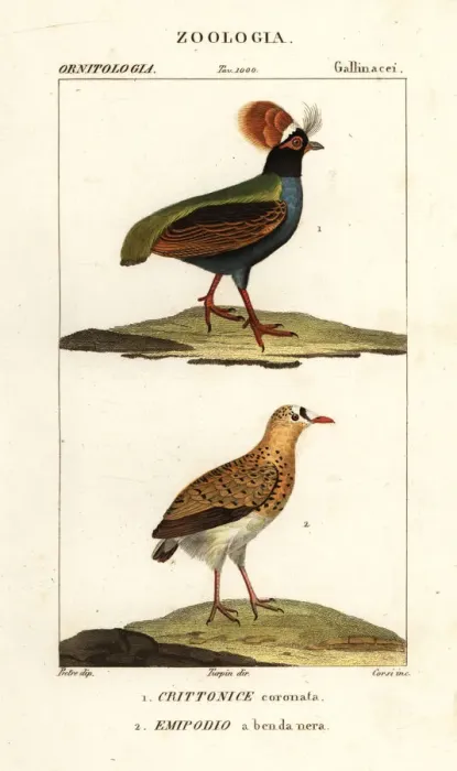 Framed Print : Crested partridge and buttonquail Framed Print : Crested partridge and buttonquail